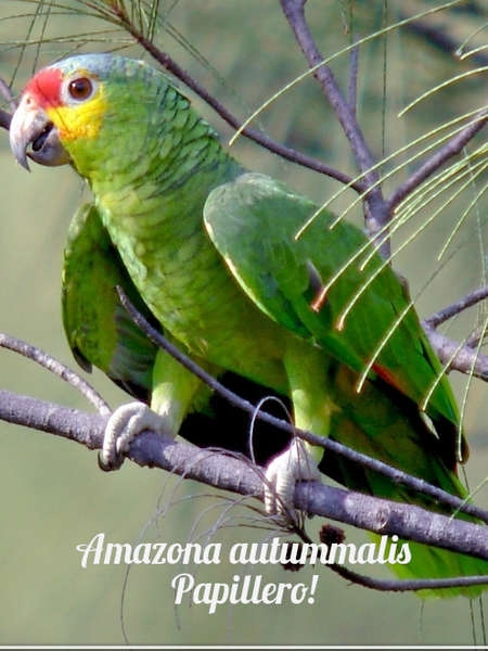 Amazona frentirroja, loro cariamarillo, cachete amarillo, loro palencano o chojín Foto 2