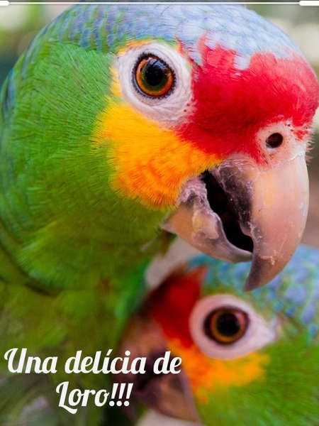 Amazona frentirroja, loro cariamarillo, cachete amarillo, loro palencano o chojín Foto 1