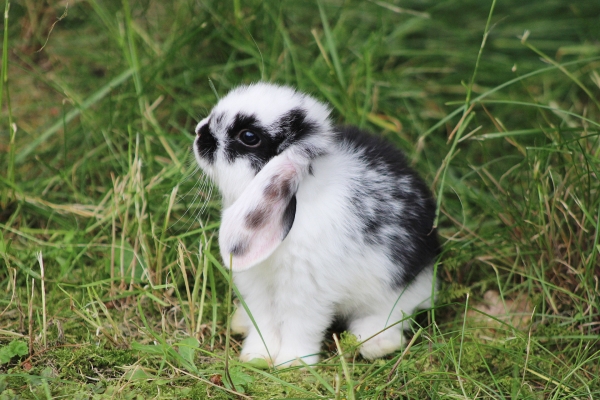 Conejo belier mini lop