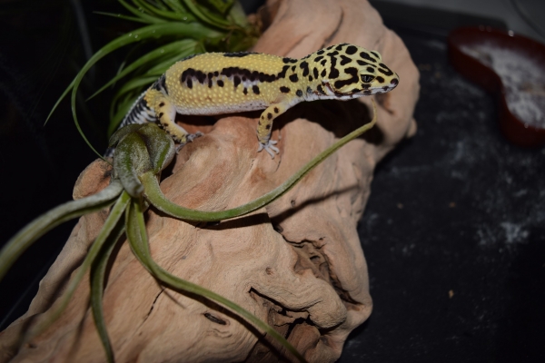 Gecko Leopardo Foto 2