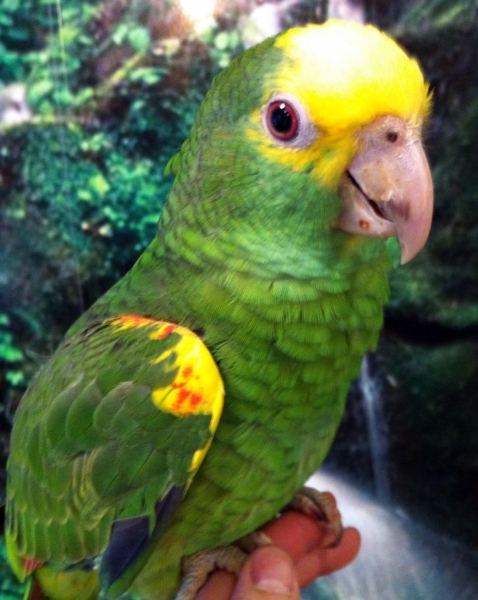 Amazona oratrix (cabeza amarilla) Foto 3