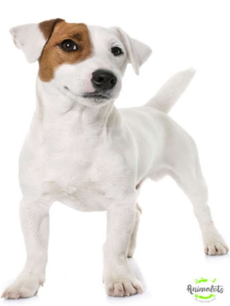 Jack Russell Foto 2