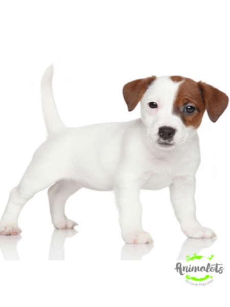 Jack Russell Foto 1